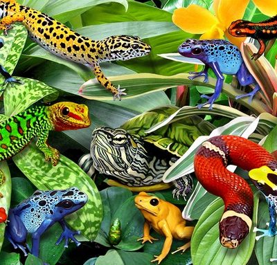Wooden 50pce puzzles - Reptiles